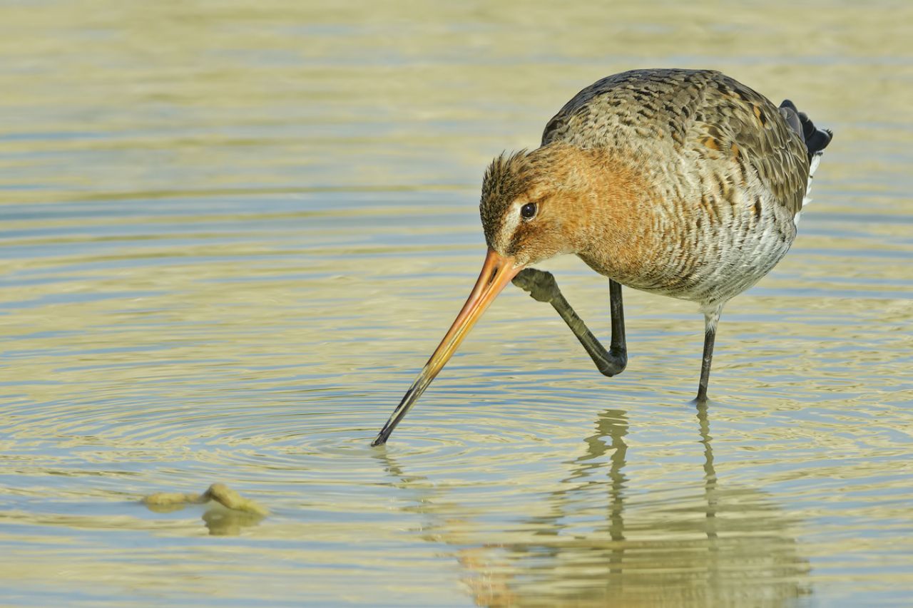 Pittima reale (Limosa limosa)